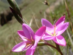 Hesperantha baurii subsp. baurii buds in bracts